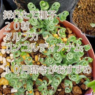 種子 ２０粒 アルブカ コンコルディアナ ケープバルブ 冬型 多肉植物 球根植物の通販 By にっちぷらんつ S Shop ラクマ