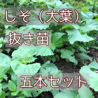 しそ（大葉）抜き苗　5本セットおまけ付き(野菜)