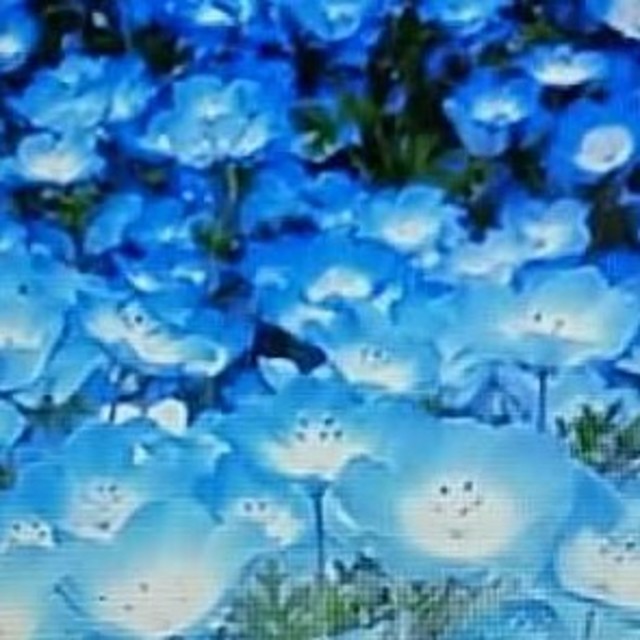 花の種　ネモフィラ　マキュラータ３０粒以上　インシグニスブルー７０粒以上 ハンドメイドのフラワー/ガーデン(プランター)の商品写真