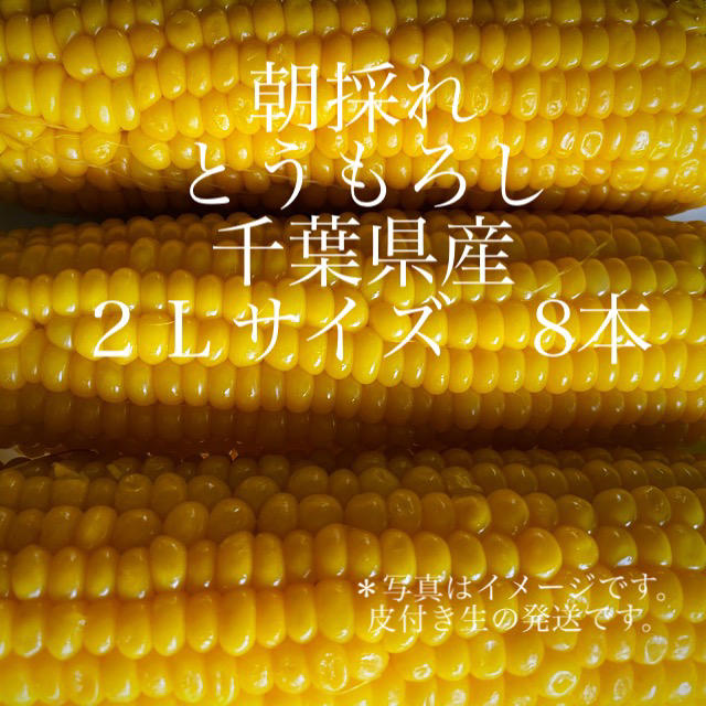 朝採れ とうもろこし 千葉県産 2Lサイズ 8本 食品/飲料/酒の食品(野菜)の商品写真