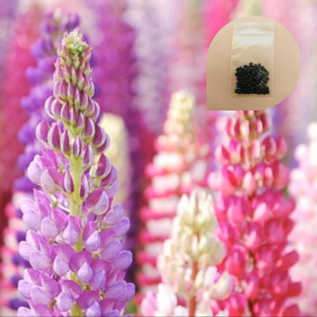 豪華さが魅力♡『ルピナス』花の種100粒 ハンドメイドのフラワー/ガーデン(その他)の商品写真