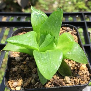 【激安】グリーンシャドー×コンプト　ハオルチア 良株　美株　多肉植物  高品質(その他)
