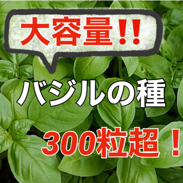 【有機オーガニック種子】バジルの種 たっぷり300粒以上‼️家庭菜園 野菜ハーブ 食品/飲料/酒の食品(野菜)の商品写真