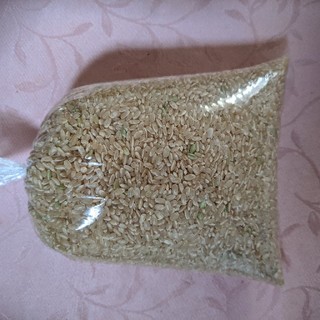 米、玄米、2019年産。送料込み(米/穀物)