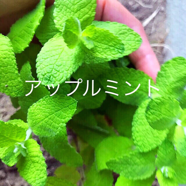 無農薬ハーブ4種セット根っこ付き苗おまけ付きの通販 By ゆんゆ S Shop ラクマ 無農薬ハーブ4種セット根っこ付き苗おまけ付きの通販 By ゆんゆ S Shop ラクマ