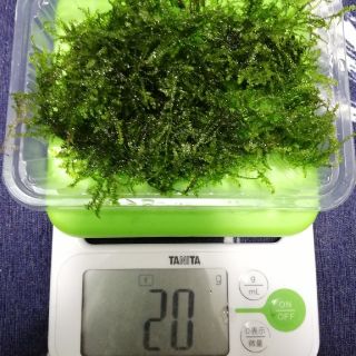 ウィローモス 20g(アクアリウム)