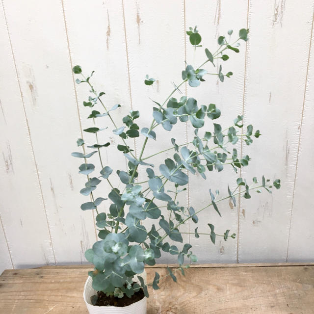 ユーカリ シルバーダラー 3号ロングポット 1個の通販 By Plants Shop Olive ラクマ ユーカリ シルバーダラー 3号ロングポット 1個の通販 By Plants Shop Olive ラクマ