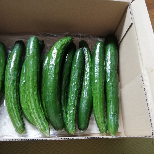 きゅうり 食品/飲料/酒の食品(野菜)の商品写真