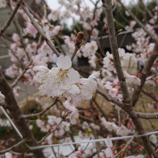 桜の苗木　2本(その他)