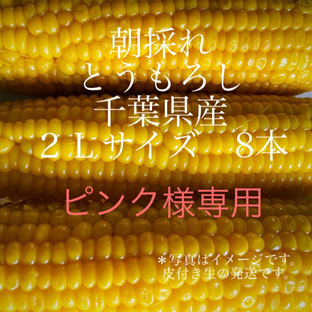 朝採れ とうもろこし 千葉県産 2Lサイズ 8本 食品/飲料/酒の食品(野菜)の商品写真