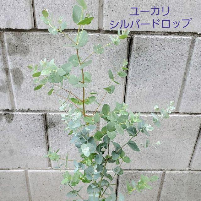 ユーカリ シルバードロップ 鉢植え 観葉植物 苗木の通販 By 個性葉植物 Ruco プロフィール必読 ラクマ ユーカリ シルバードロップ 鉢植え 観葉植物 苗木の通販 By 個性葉植物 Ruco プロフィール必読 ラクマ