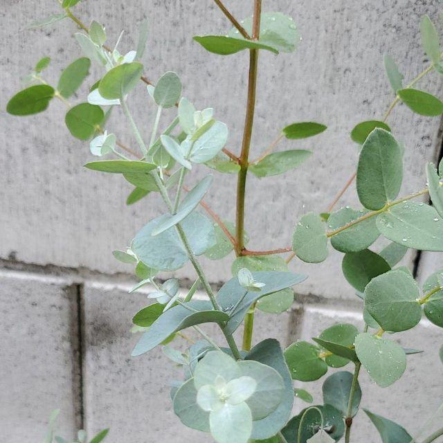ユーカリ シルバードロップ 鉢植え 観葉植物 苗木の通販 By 個性葉植物 Ruco プロフィール必読 ラクマ ユーカリ シルバードロップ 鉢植え 観葉植物 苗木の通販 By 個性葉植物 Ruco プロフィール必読 ラクマ