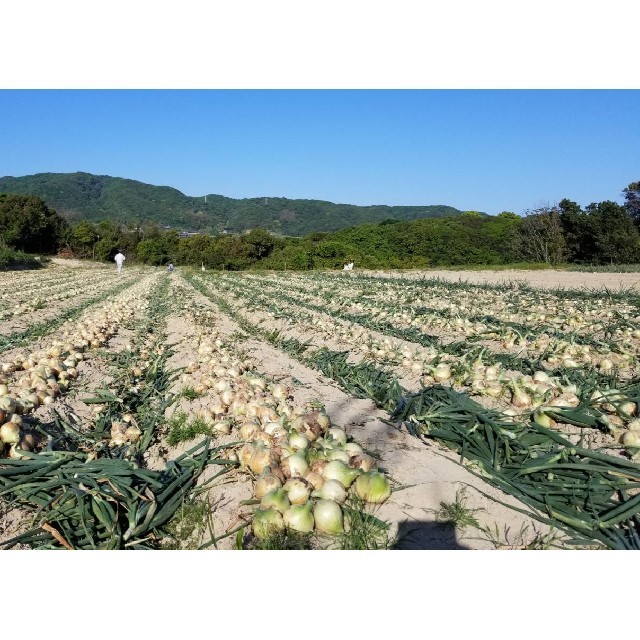 めっちゃ甘い‼️淡路島産玉葱10kg、農家直送です❗ 食品/飲料/酒の食品(野菜)の商品写真