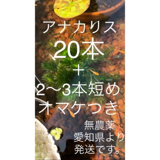 アナカリス　20本＋オマケ付き(アクアリウム)