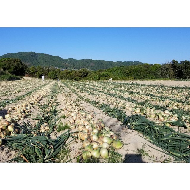 めっちゃ甘い‼️淡路島産玉葱10kg、農家直送です‼️ 食品/飲料/酒の食品(野菜)の商品写真