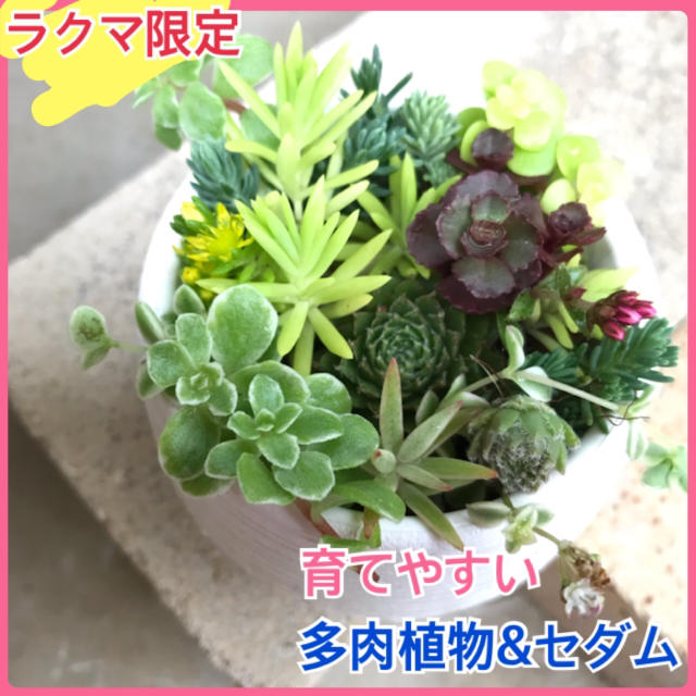 感謝セール 自力で育つ 多肉植物 セダム 観葉植物 苗 ハンドメイドのフラワー/ガーデン(プランター)の商品写真