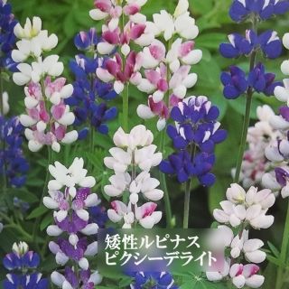 秋まき花の種　　矮性ルピナス・ピクシーデライトの種を40粒(その他)