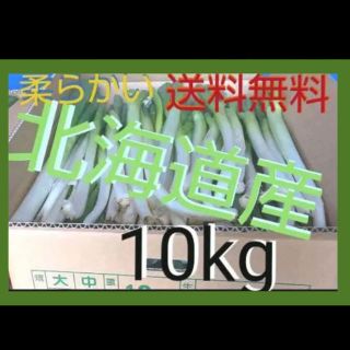 北海道  長ねぎ 10kg 農家直送【訳あり】発送７月２５日以降(野菜)