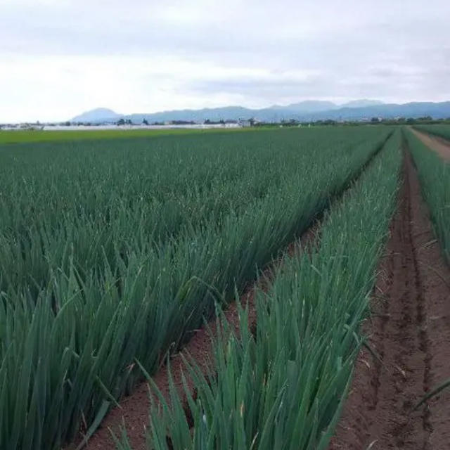 北海道  長ねぎ ５kg 農家直送【訳あり】発送７月２５日以降 食品/飲料/酒の食品(野菜)の商品写真