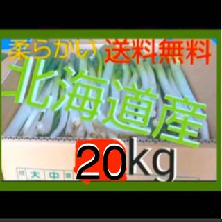 北海道  長ねぎ 20kg 農家直送【訳あり】発送７月２５日以降(野菜)