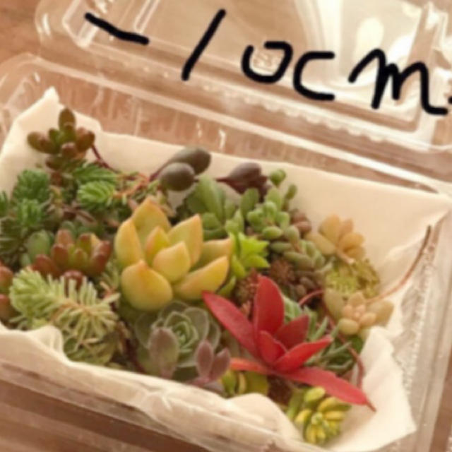 多肉植物 ハンドメイドのフラワー/ガーデン(プランター)の商品写真