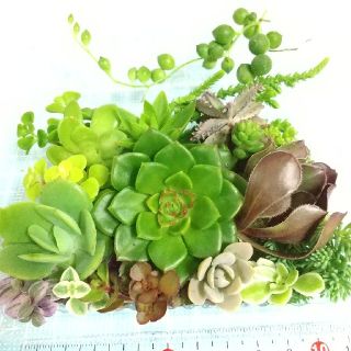 多肉植物カット苗 レディジア ピーチプリデ(その他)