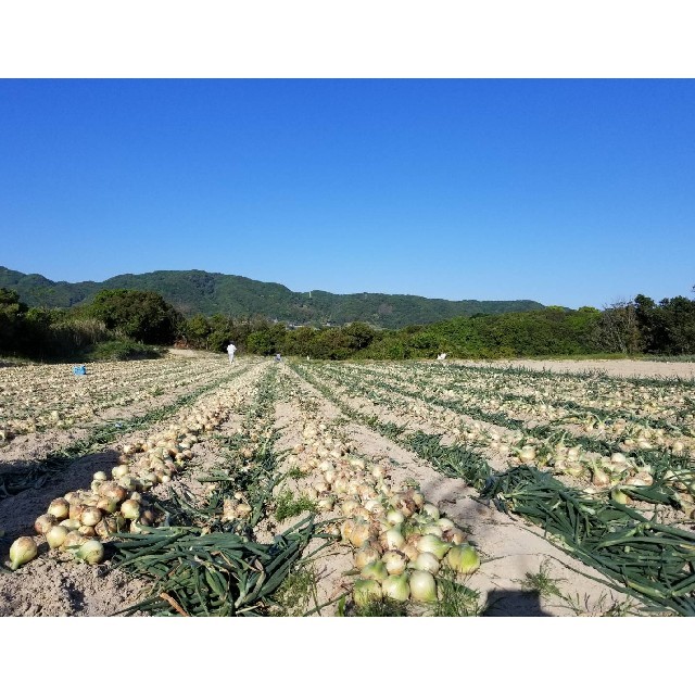 めっちゃ甘い‼️淡路島産玉葱10kg、農家直送です❗ 食品/飲料/酒の食品(野菜)の商品写真