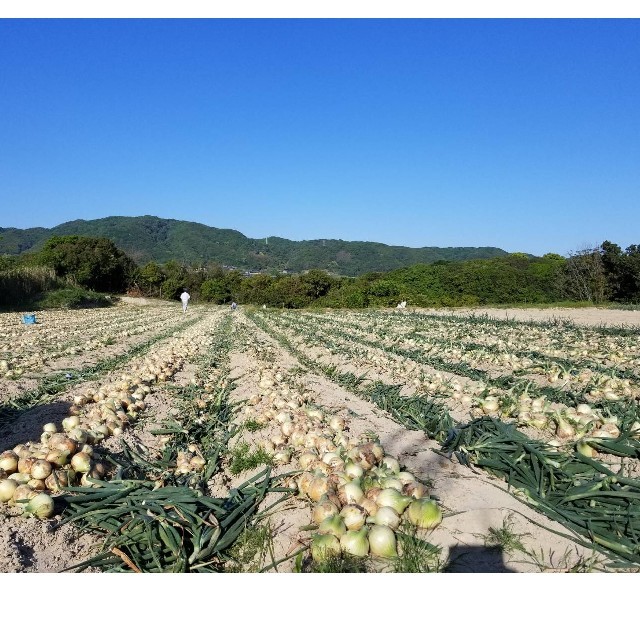 めっちゃ甘い‼️淡路島産玉葱10kg、農家直送です❗ 食品/飲料/酒の食品(野菜)の商品写真