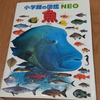 ショウガクカン(小学館)の小学館の図鑑　NEO 魚(絵本/児童書)