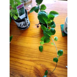 オカワカメと里芋？の食べ比べセット(その他)