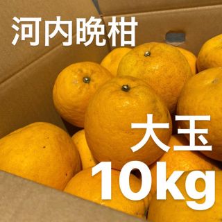 大玉　宇和ゴールド　10Kg  河内晩柑　愛媛　みかん(フルーツ)