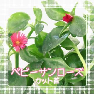 多肉植物　ベビーサンローズ　カット苗(その他)