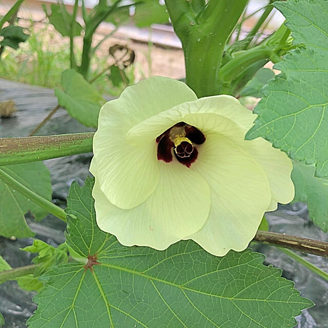 広島県産 新鮮夏野菜 鮮度抜群 朝採り&夕採 旬の夏野菜一袋オクラ50本セット 食品/飲料/酒の食品(野菜)の商品写真