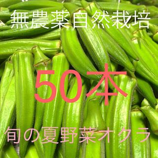 広島県産 新鮮夏野菜 鮮度抜群 朝採り&夕採 旬の夏野菜一袋オクラ50本セット(野菜)