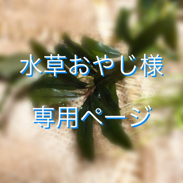 水草おやじ様専用ページの通販 by RuRuJuJu|ラクマ