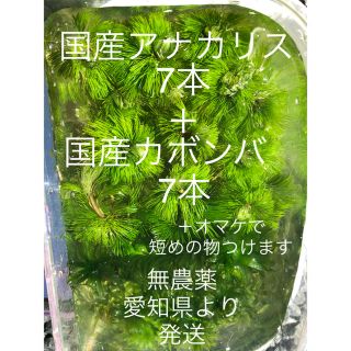アナカリス＋カボンバ ＋オマケ付き(アクアリウム)