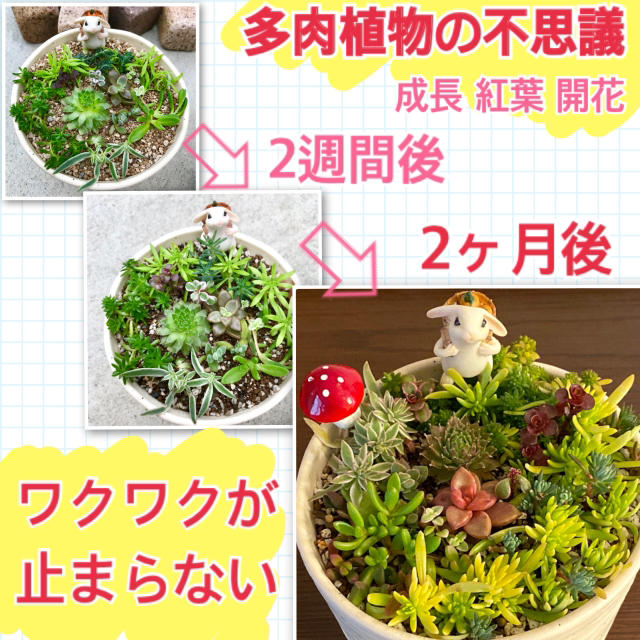 感謝セール 自力で育つ 多肉植物 セダム 観葉植物 苗 ハンドメイドのフラワー/ガーデン(プランター)の商品写真