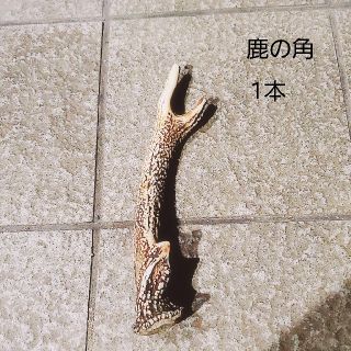 鹿の角　１本(その他)