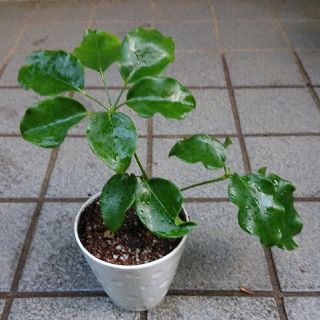 シェフレラ エリプティカ 観葉植物(プランター)