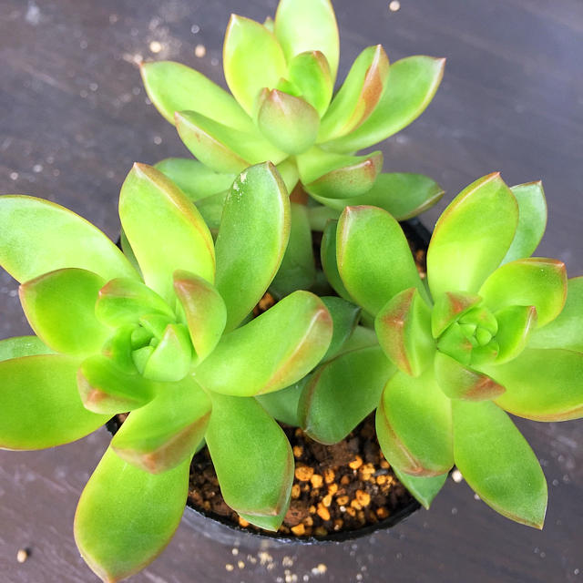多肉植物 オウレイ 抜き苗の通販 By Piano Succulent ラクマ 多肉植物 オウレイ 抜き苗の通販 By Piano Succulent ラクマ