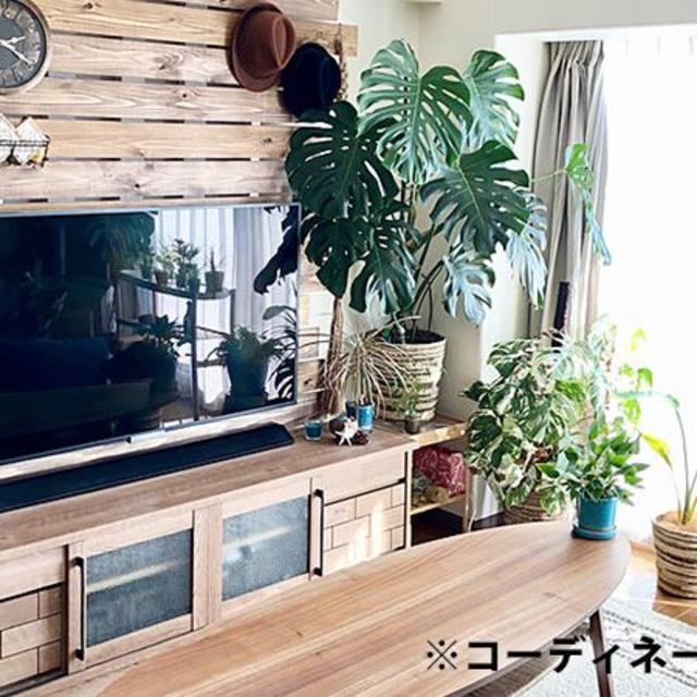 モンステラ 約100cm 7号 観葉植物 ハワイアン 新築祝い 開店祝い モンステラ 約100cm 7号 観葉植物 ハワイアン 新築祝い 開店祝い
