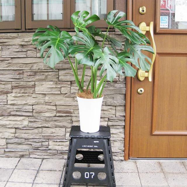 モンステラ 約100cm 7号 観葉植物 ハワイアン 新築祝い 開店祝い モンステラ 約100cm 7号 観葉植物 ハワイアン 新築祝い 開店祝い