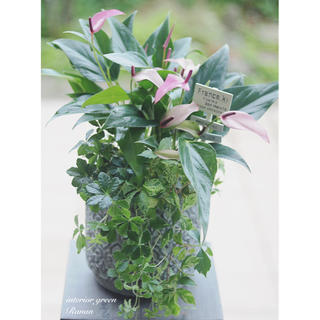 🌿観葉植物❁cuteなpinkのアンスリウムジズー＆爽やかグリーンの寄せ植え(プランター)