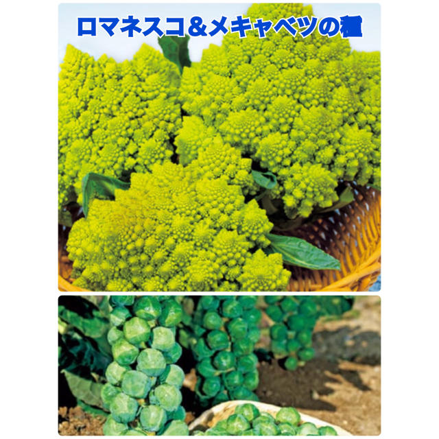 【人気野菜種2種セット】ロマネスコ（グリーンアンブレラ）＆メキャベツ（早生子持） 食品/飲料/酒の食品(野菜)の商品写真