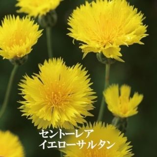 秋まき花の種　「セントーレア・イエローサルタン」を50粒　キバナニオイヤグルマ(その他)