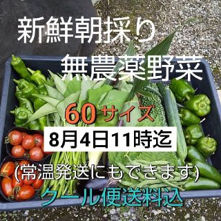 野菜箱詰め【野菜おまかせ♪野菜お試しセット】無農薬野菜(野菜)