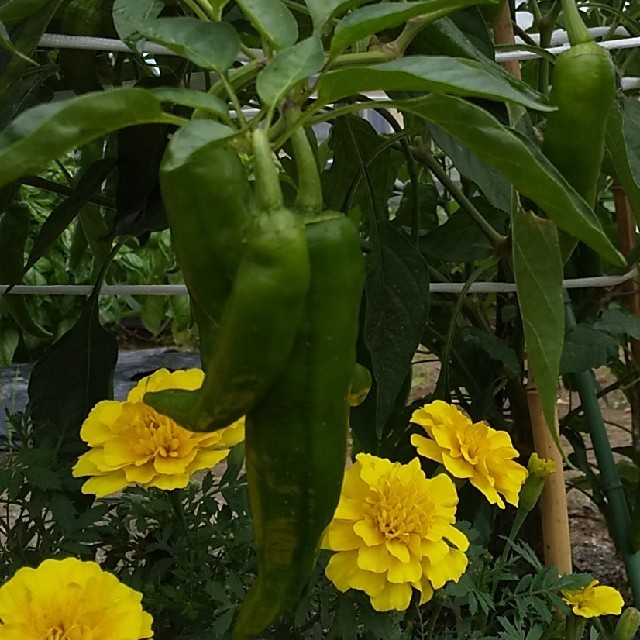 野菜箱詰め【野菜おまかせ♪野菜お試しセット】無農薬野菜 食品/飲料/酒の食品(野菜)の商品写真