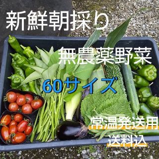 野菜箱詰め【野菜おまかせ♪野菜お試しセット】無農薬野菜(野菜)