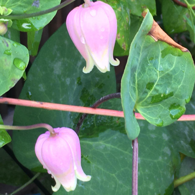 ピンク壺型クレマチス種子 ハンドメイドのフラワー/ガーデン(その他)の商品写真