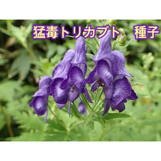 【猛毒植物】トリカブト　種子10個　取扱注意(プランター)
